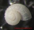 Skenea&nbsp;digeronimoi